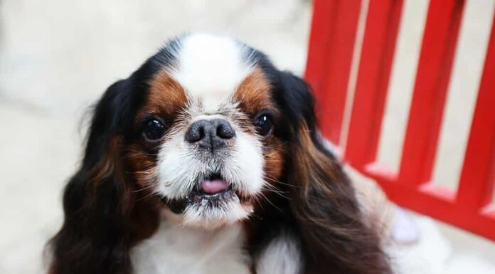 Toy Spaniel inglese tricolore si siede sulla sedia rossa.
