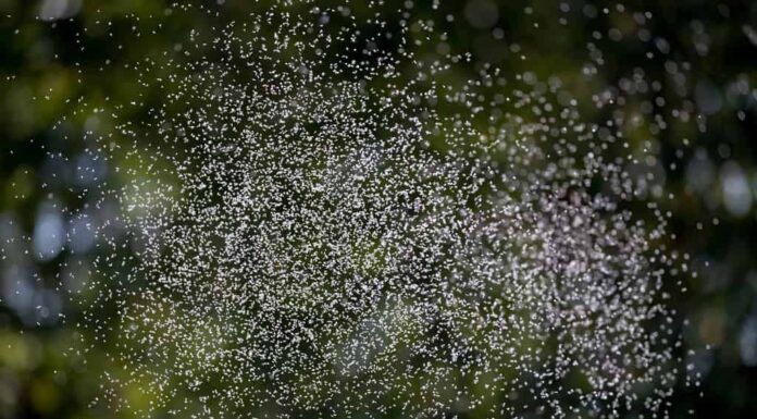 5 metodi rapidi ed efficaci per sbarazzarsi dei moscerini nelle piante d'appartamento
