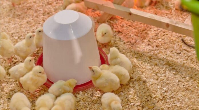 abbeveratoio per pollo riscaldato