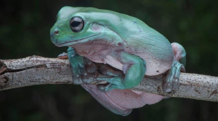 La raganella del bianco, conosciuta anche come la raganella tozza o la raganella sorridente