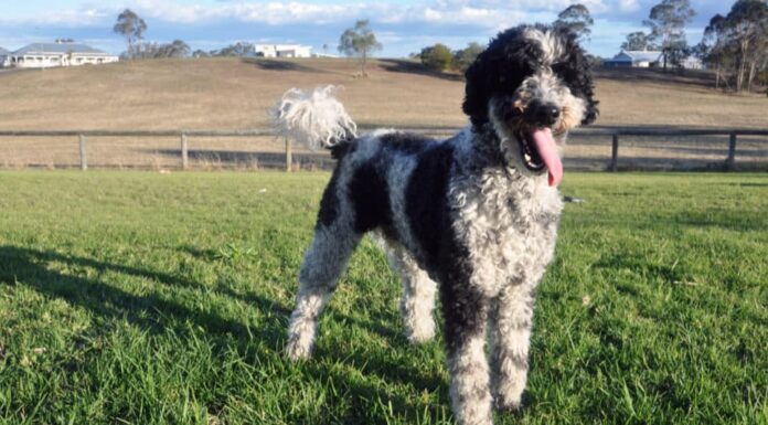 Schnoodle in piedi nell'erba