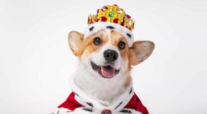 Un cane corgi marrone chiaro e bianco che indossa una corona d'oro e un mantello rosso.  isolare lo sfondo bianco