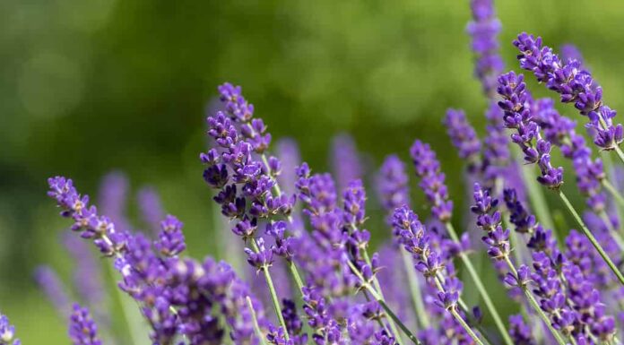 Lavanda, Lavandula angustifolia