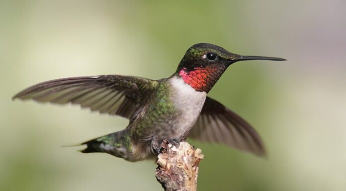 Esistono oltre 340 specie diverse di colibrì endemiche delle Americhe.