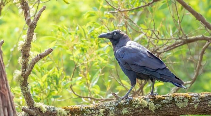I corvi più grandi: il corvo della foresta