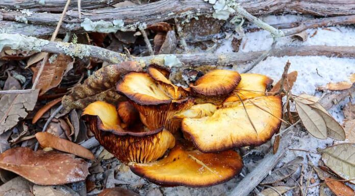 Un vecchio grappolo di funghi Southern Jack O'Lantern (Omphalotus subilludens) che cresce su un ramo caduto in Florida.  Il colore più scuro e i bordi più scuri possono apparire man mano che il fungo invecchia.