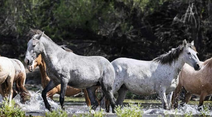 Due cavalli grigi che si oppongono