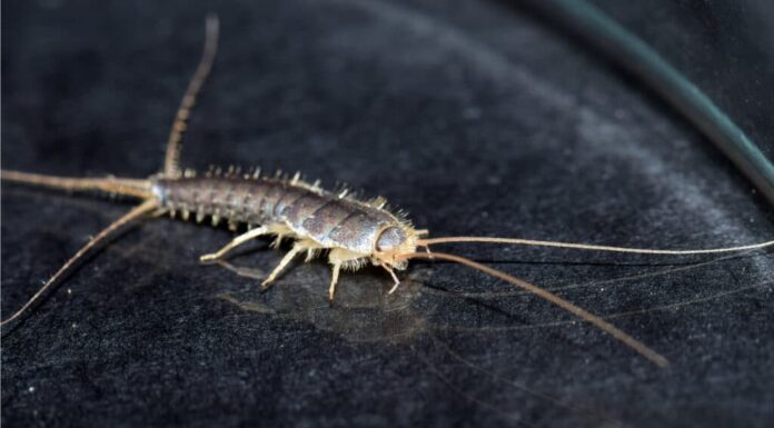 pesciolini d'argento