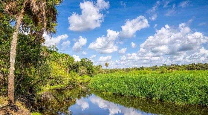 Nuvole bianche e cielo blu che si riflettono nel fiume Myakka nel Myakka River State Park a Sarasota Florida USA