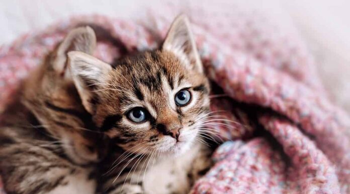Una coppia di gattini felici dormono insieme in una comoda coperta.  Gattini che si amano.  Affascinante sguardo felino