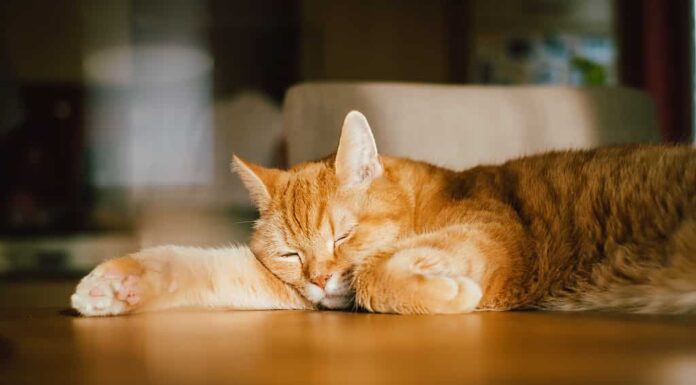Gatto zenzero pigro che dorme sul tavolo alla luce del sole per un pisolino