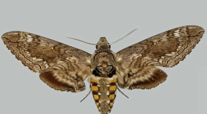 5 falene comuni che troverai alle Hawaii
