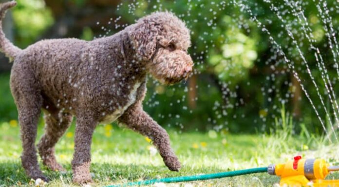 Un cane gioca nell'irrigatore.