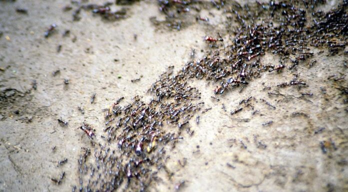 Uno sciame di formiche autiste