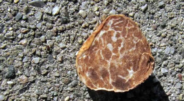 5 tipi di funghi al tartufo
