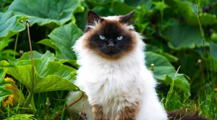 Gatto persiano siamese dell'Himalaya