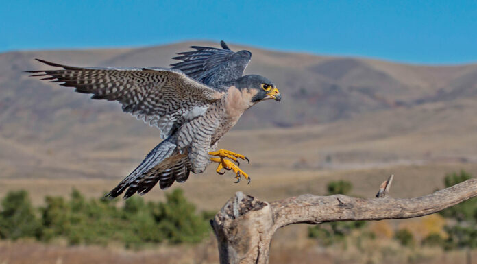 Atterraggio del ramo del falco pellegrino