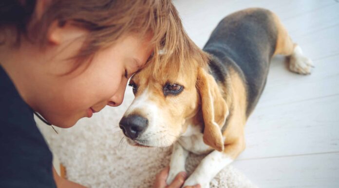 beagle e proprietario