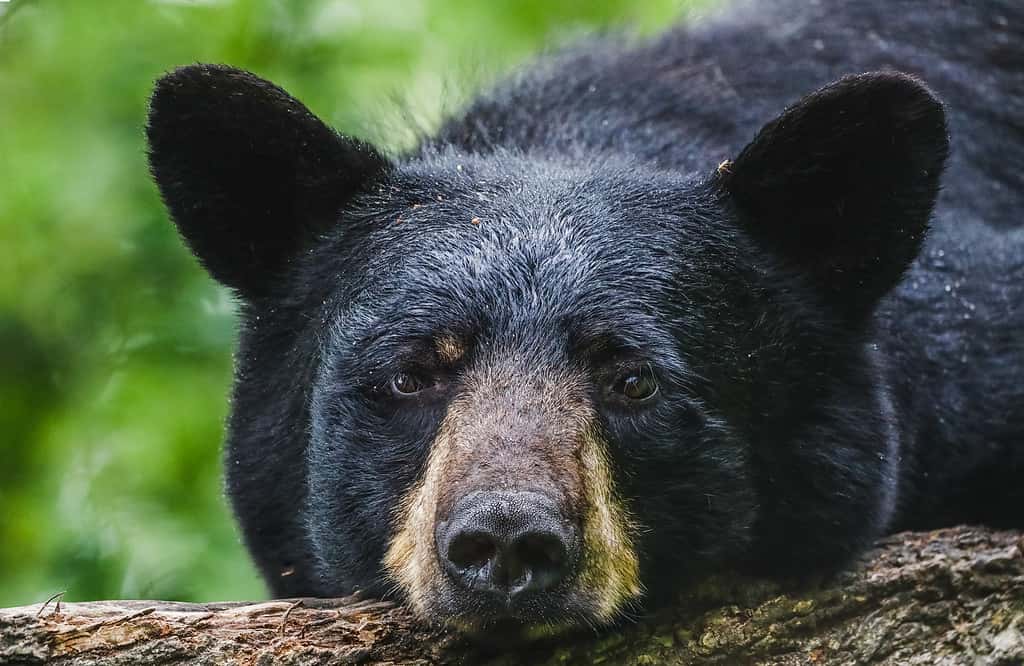 Orso nero, Animale, Carino, Orso nero americano, Fotografia