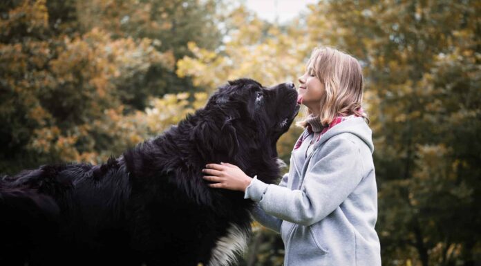 Ragazza giovane con un cane enorme di razza Terranova