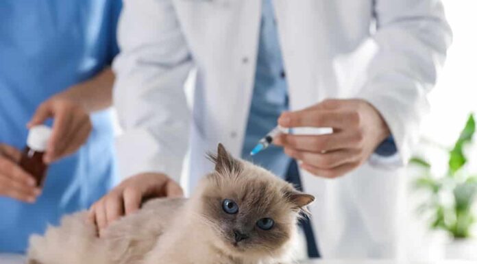 Veterinari professionisti che vaccinano il gatto in clinica, primo piano