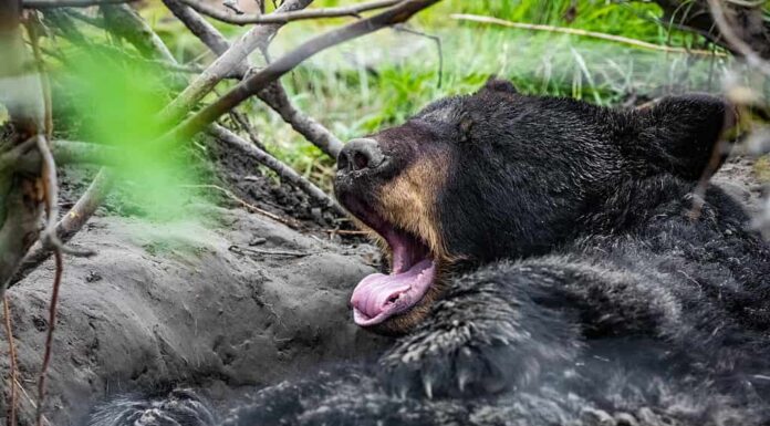 Orso nero dall'aspetto carino che si prepara per il sonno ibernato