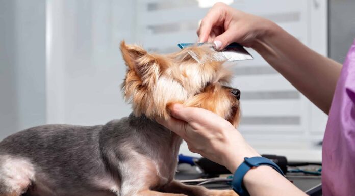 Yorkshire terrier governare, spazzolare, primo piano della testa di cane