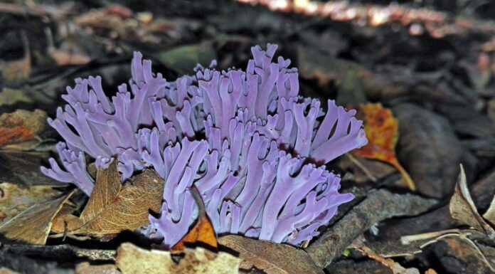 Funghi di corallo viola luminosi, Clavaria zollingeri, che crescono in lettiera di foglie sul suolo della foresta pluviale temperata, Royal National Park, Sydney, Australia