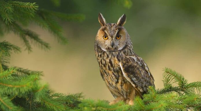 Gufo selvatico europeo Asio otus, sfondo verde naturale della foresta