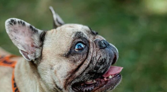 ritratto di un bulldog francese beige con gli occhi azzurri