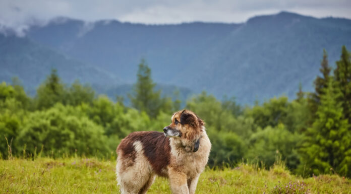 cane da pastore rumeno in piedi sul prato naturale, immagine scattata vicino all'allevamento di pecore
