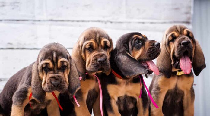 Bellissimi cuccioli Bloodhound su uno sfondo chiaro