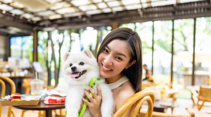 Ritratto di donna asiatica che gioca con il cane Pomerania al ristorante che accetta animali domestici.