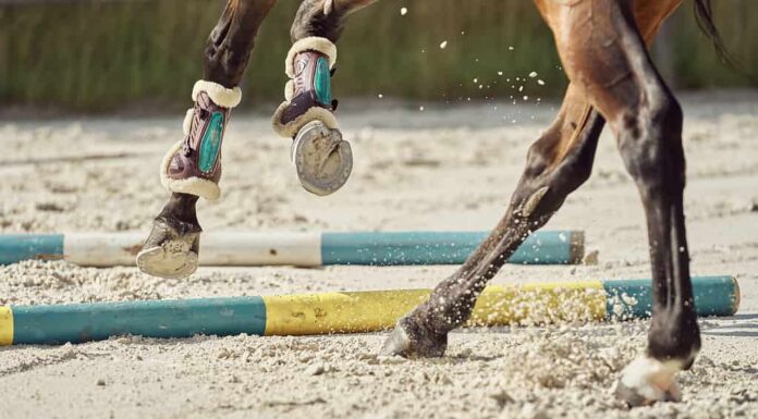 Primo piano di zoccoli di cavallo durante una competizione