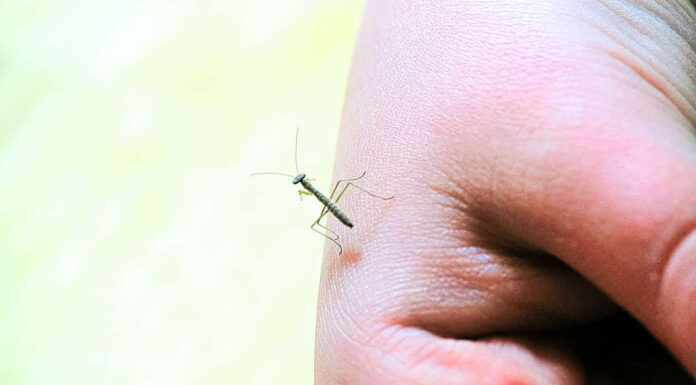 Una piccola mantide religiosa su una mano