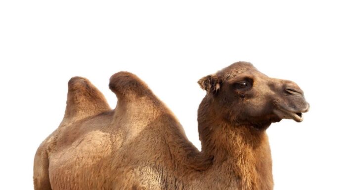 Cammello battriano in piedi (Camelus bactrianus).  Isolato su bianco