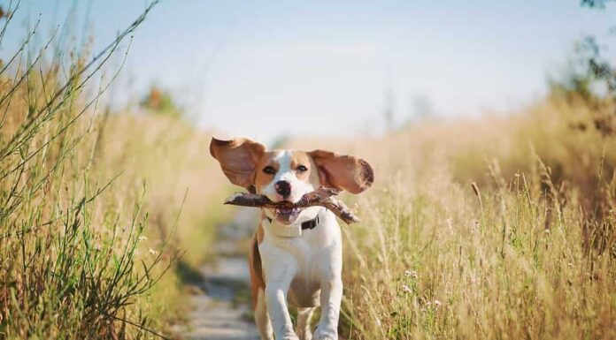 Felice cane beagle con orecchie volanti che corre all'aperto con il bastone in bocca.  Animale domestico attivo che si gode una passeggiata estiva