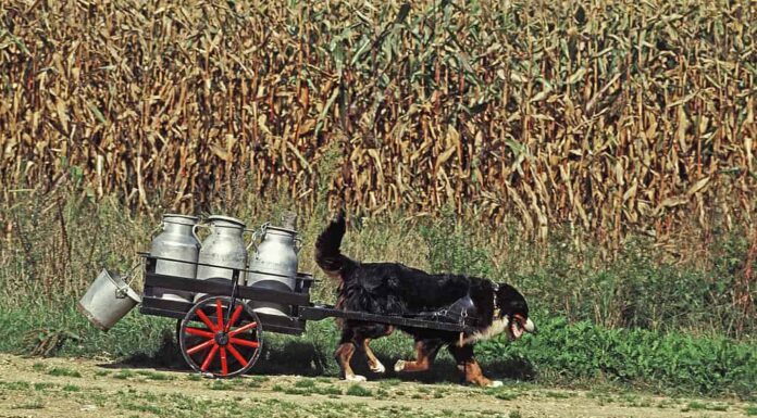 Bovaro del Bernese che tira il carretto