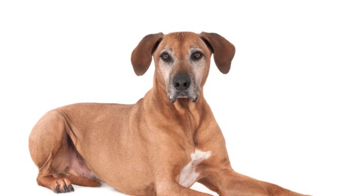 Rhodesian Ridgeback maggiore, isolato su bianco