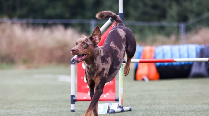Red merle Catahoula Leopard Dog che corre un corso di agilità in competizioni esterne durante il soleggiato periodo estivo. Catahoula Leopard Dog intelligente, lavorativo e obbediente con rivestimento corto che fa un ostacolo all'agilità