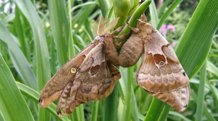 Due falene Polifemo accoppiate in un giardino.