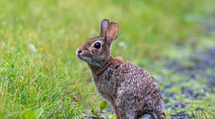 Coniglio silavilago orientale