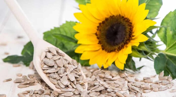 Semi di girasole freschi (macro shot su sfondo di legno)