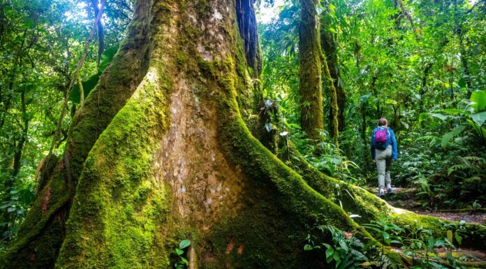 una ragazza con lo zaino in spalla cammina attraverso la fitta giungla nella foresta nebbiosa di Monteverde, Costa Rica;  camminare attraverso la fiaba, la magica foresta pluviale tropicale;  natura selvaggia del Costa Rica	