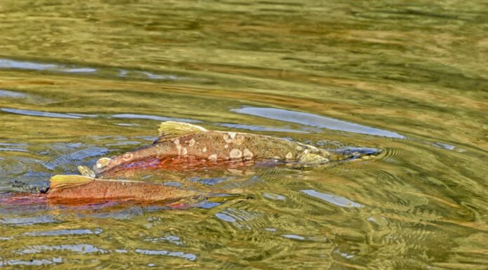 I salmoni zombi stanno morendo adulti alla fine della loro vita dopo aver deposto le uova nei sistemi fluviali.