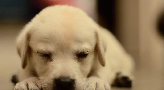 Cuccioli di Labrador Retriever: immagini, consigli per l'adozione e altro!
