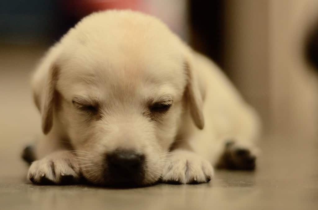 Cuccioli di Labrador Retriever: immagini, consigli per l'adozione e altro!