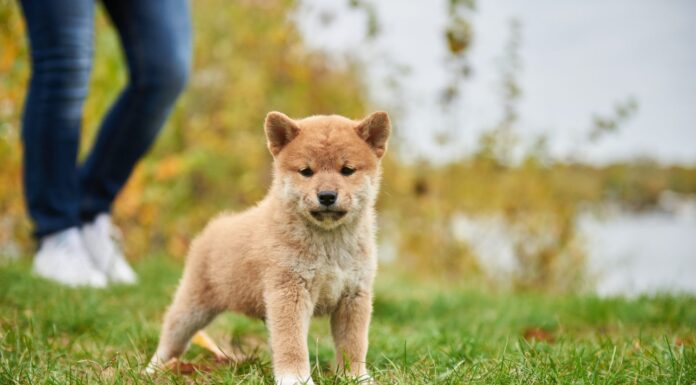 Ritratto del primo piano di un cucciolo di Shiba Inu