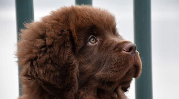 Adorabile cucciolo di cane Terranova marrone