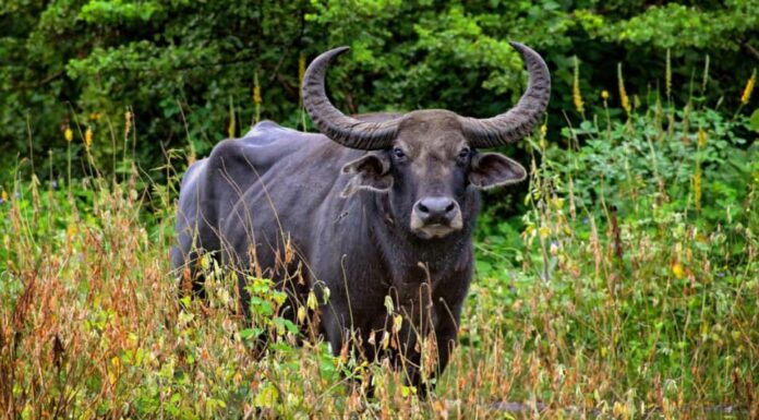 bufalo d'acqua selvatico in piedi nel campo
